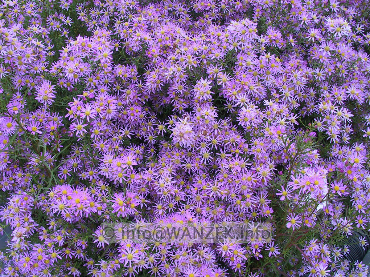 Aster pringlei Pink Star 01.JPG